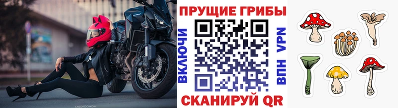 Псилоцибиновые грибы мицелий  что такое наркотик  Славгород 